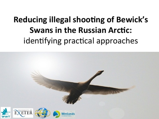 NEWTH Illegal shooting Bewick's Swans JLN CAFF FINAL2