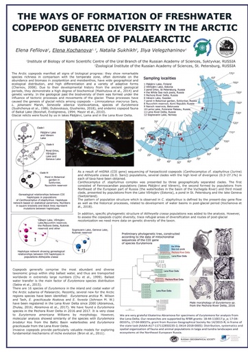 The ways of formation of freshwater copepod genetic diversity in the Arctic subarea of palaearctic